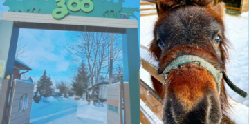 «Копитцями стукають і просять, щоб їм дали якогось смаколика»: як живеться поні в рік Коня в Менському зоопарку