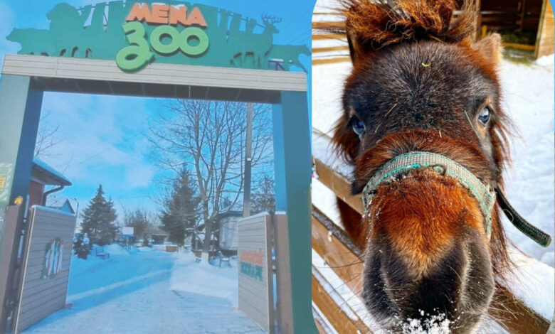 «Копитцями стукають і просять, щоб їм дали якогось смаколика»: як живеться поні в рік Коня в Менському зоопарку