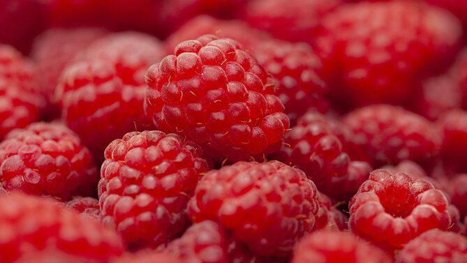 Малину на Чернігівщині збирали до грудня