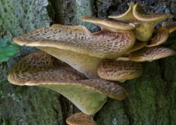 На Чернігівщині ростуть гриби, які не мерзнуть взимку На Чернігівщині ростуть гриби, які не мерзнуть взимку