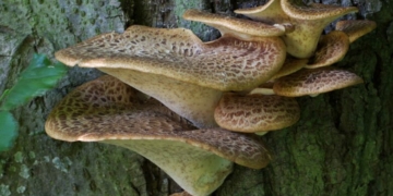 На Чернігівщині ростуть гриби, які не мерзнуть взимку