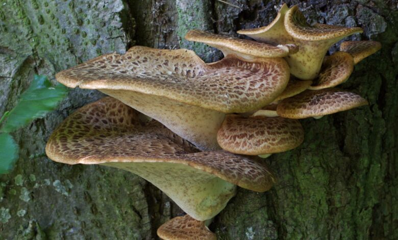 На Чернігівщині ростуть гриби, які не мерзнуть взимку