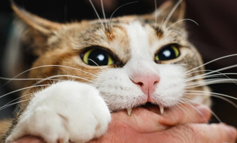 На Чернігівщині виявили сказ у кота