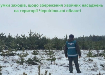 На Чернігівщині зафіксували порушення заготівлі та продажу новорічних дерев