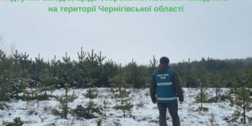 На Чернігівщині зафіксували порушення заготівлі та продажу новорічних дерев