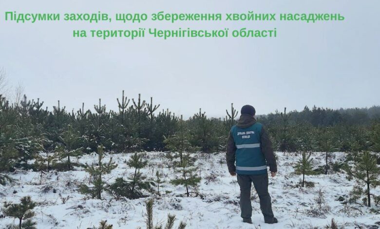 На Чернігівщині зафіксували порушення заготівлі та продажу новорічних дерев