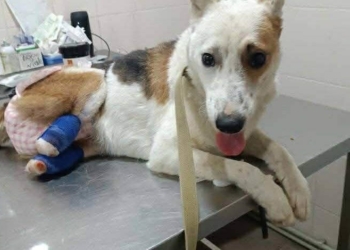 Новий поворот в історії збору коштів для травмованого Канса: поліція відкрила кримінальне провадження