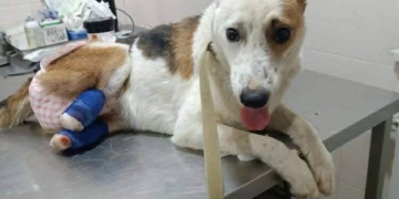 Новий поворот в історії збору коштів для травмованого Канса: поліція відкрила кримінальне провадження