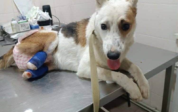 Новий поворот в історії збору коштів для травмованого Канса: поліція відкрила кримінальне провадження