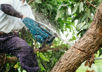 Понад один мільйон гривень сплачено до бюджету Чернігівщини за незаконну порубку дерев