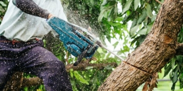 Понад один мільйон гривень сплачено до бюджету Чернігівщини за незаконну порубку дерев