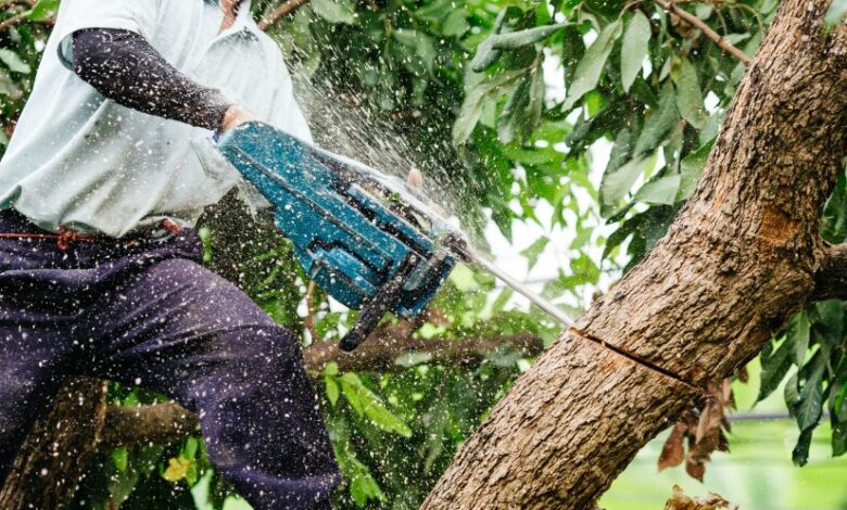 Понад один мільйон гривень сплачено до бюджету Чернігівщини за незаконну порубку дерев