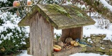 «Пташина їдальня 2026»: на Чернігівщині відбувається конкурс