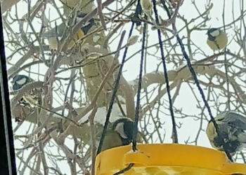 Синички вже з’їли п’ять відерець насіння: засніжені будні в селищі на Чернігівщині (Фото)