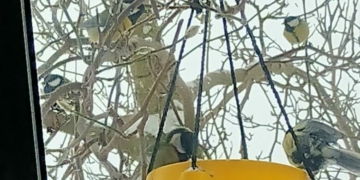 Синички вже з’їли п’ять відерець насіння: засніжені будні в селищі на Чернігівщині (Фото)