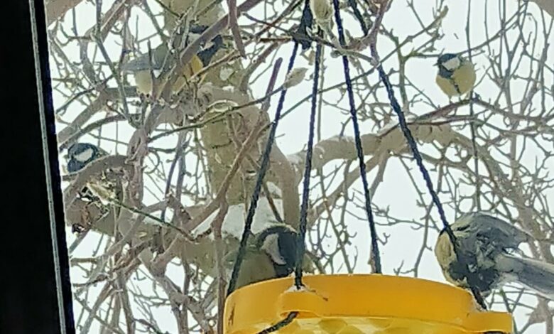 Синички вже з’їли п’ять відерець насіння: засніжені будні в селищі на Чернігівщині (Фото)
