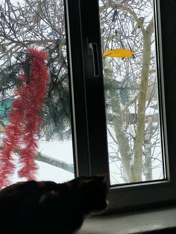 Синички вже з’їли п’ять відерець насіння: засніжені будні в селищі на Чернігівщині (Фото)