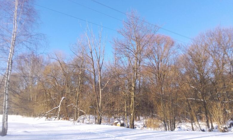 «Снігу дуже багато насипало»: чи справляються села Чернігівщини із заметами (Фото)