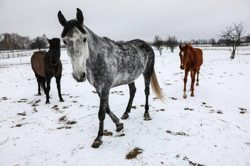 Відчувають людей і не терплять фальші: коні-помічники на Чернігівщині