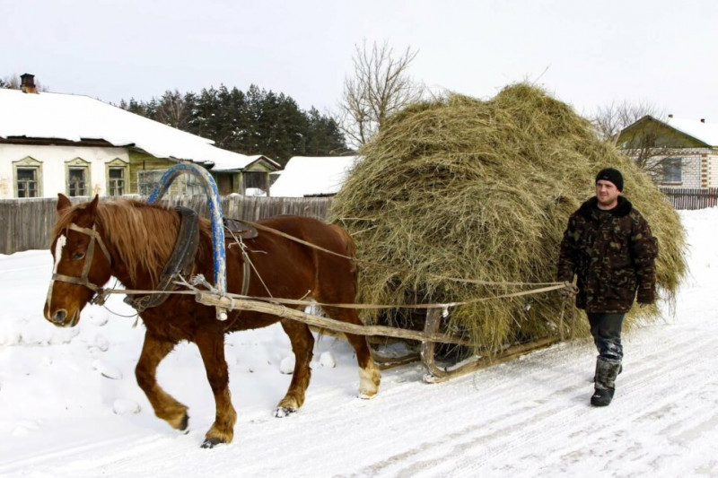 Відчувають людей і не терплять фальші: коні-помічники на Чернігівщині