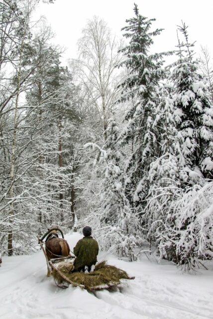 Відчувають людей і не терплять фальші: коні-помічники на Чернігівщині