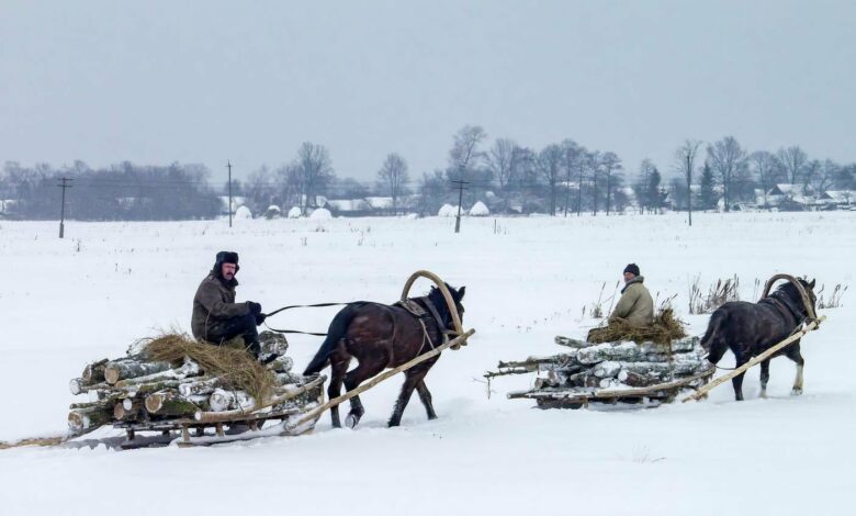 Відчувають людей і не терплять фальші: коні-помічники на Чернігівщині