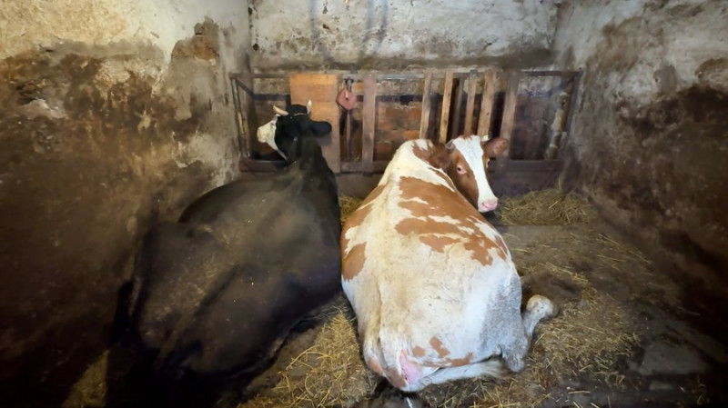 Мають трьох корів, обробляють 4 га землі та готують по 20 літрів борщу: як живе багатодітна родина Лень на Чернігівщині