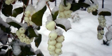На Чернігівщині можна побачити рослину, плоди якої залишаються на гілках взимку та можуть витримувати великі морози