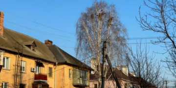 «Влітку тут курятник»: у Прилуках мешканці багатоповерхівки скаржаться на сусідство з граками та галками