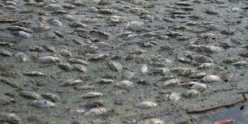 Майже чотири тонни мертвої риби зібрали у Стольному та Мені на Чернігівщині: яка ситуація на водоймах