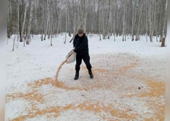 На Чернігівщині підгодовують лісових звірів