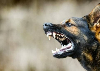 На Чернігівщині підтвердили сказ у собаки: населений пункт під карантином