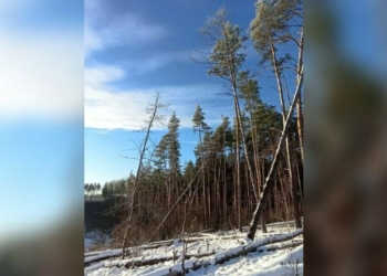 На Чернігівщині росте один із найбільш морозостійких вид дерев у світі
