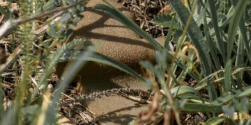 Росіяни здійснили спробу дистанційного мінування на Чернігівщині