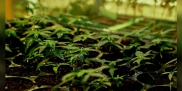 У Чернігові поліція приїхала на виклик про домашнє насильство і виявила розсаду конопель