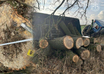 Збитки на понад 240 тисяч гривень: на Чернігівщині чоловіку оголосили про підозру у незаконній порубці дерев