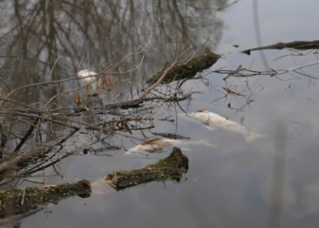 Держекоінспекція опублікувала результати дослідження водойм у Менській громаді, де масово загинула риба