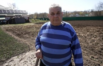 Скільки на Чернігівщині коштує посадити картоплю