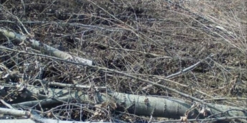 На Чернігівщині разом із чагарниками вирубали дерев на понад 800 тисяч гривень