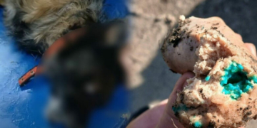 Тварини помирають страшною смертю: в Прилуках хтось труїть собак і котів (Фото)