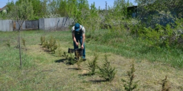Зелений щит для найменших: як майбутні лісівники Сновська змінюють місто на краще