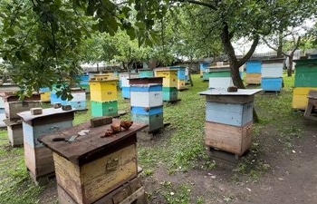 «Наші бджоли миролюбні, вони нас не кусають»: як подружжя пенсіонерів з Чернігівщини займається бджільництвом
