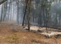 На Чернігівщині через російські обстріли горіли понад 8 гектарів лісу