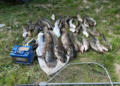 На Чернігівщині двоє браконьєрів наловили сомів і плітки електрострумом: збитки перевищили 160 тисяч гривень (Фото)