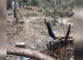 Шкода природно-заповідному фонду Чернігова через ворожі атаки перевищила пів мільйона гривень (Фото)