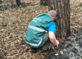 Наслідки атаки по РЛП «Ялівщина» у Чернігові: які збитки нарахували та скільки дерев постраждало